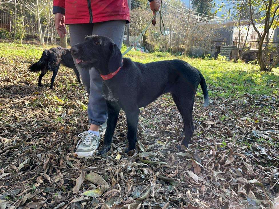 Собаки в Москве: Найди Дом для Варвары! Девочка, Бесплатно - фото 4