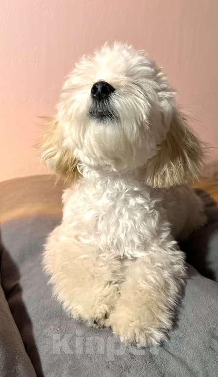 Собаки в Перми: Тоша  Мальчик, Бесплатно - фото 4