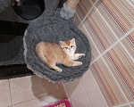Кошки в Самаре: Котята золотой шиншиллы Мальчик, 30 000 руб. - фото 2
