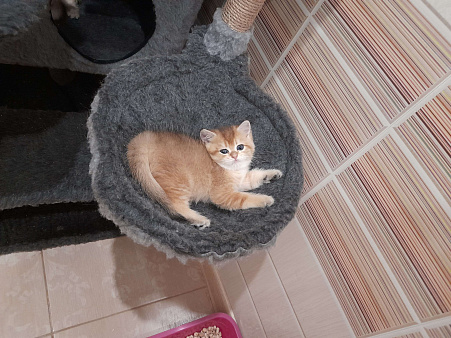 Объявление: Котята золотой шиншиллы, 30 000 руб., Самара