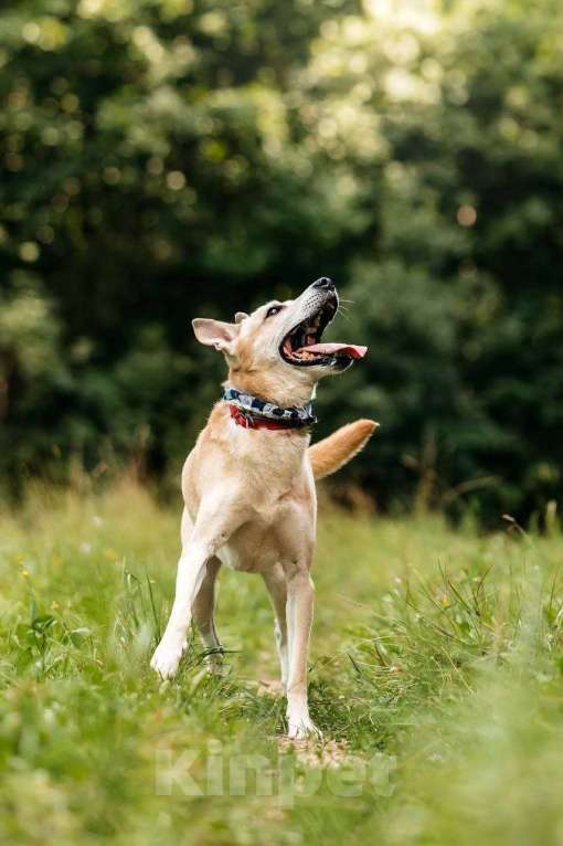 Собаки в Ивантеевке: Пёс, который ждет Мальчик, Бесплатно - фото 5