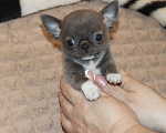 Собаки в Москве: Голубая МИНИ чихуа Девочка, 120 000 руб. - фото 8