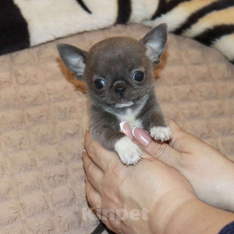 Собаки в Москве: Голубая МИНИ чихуа Девочка, 120 000 руб. - фото 8