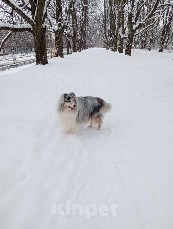 Собаки в Калининграде: Кобель шотландский овчарки(Колли) для вязки  Мальчик, 20 000 руб. - фото 3