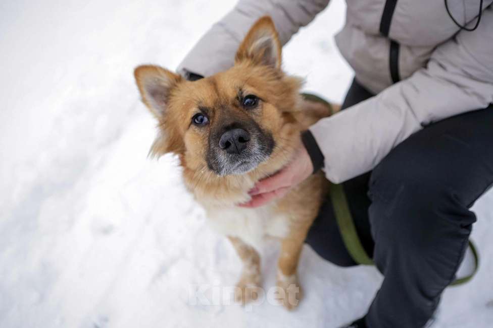 Собаки в Санкт-Петербурге: Отдам собаку бесплатно  Девочка, Бесплатно - фото 2