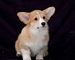 Собаки в Новосибирске: Щенок вельш корги пемброк Девочка, Бесплатно - фото 3