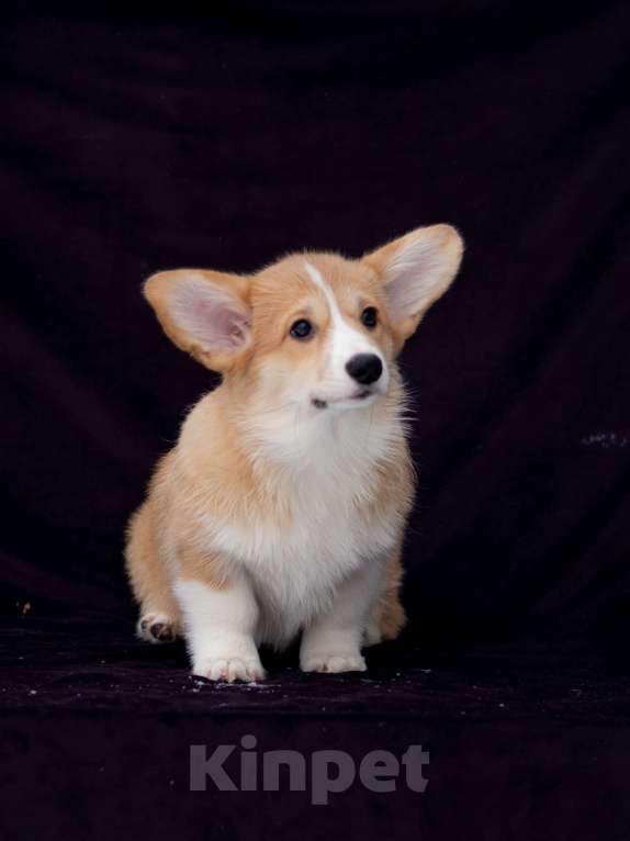 Собаки в Новосибирске: Щенок вельш корги пемброк Девочка, Бесплатно - фото 3