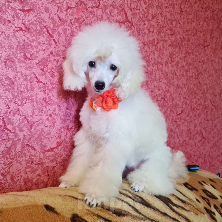 Собаки в Москве: Щенок той пуделя белая девочка Девочка, 100 000 руб. - фото 9