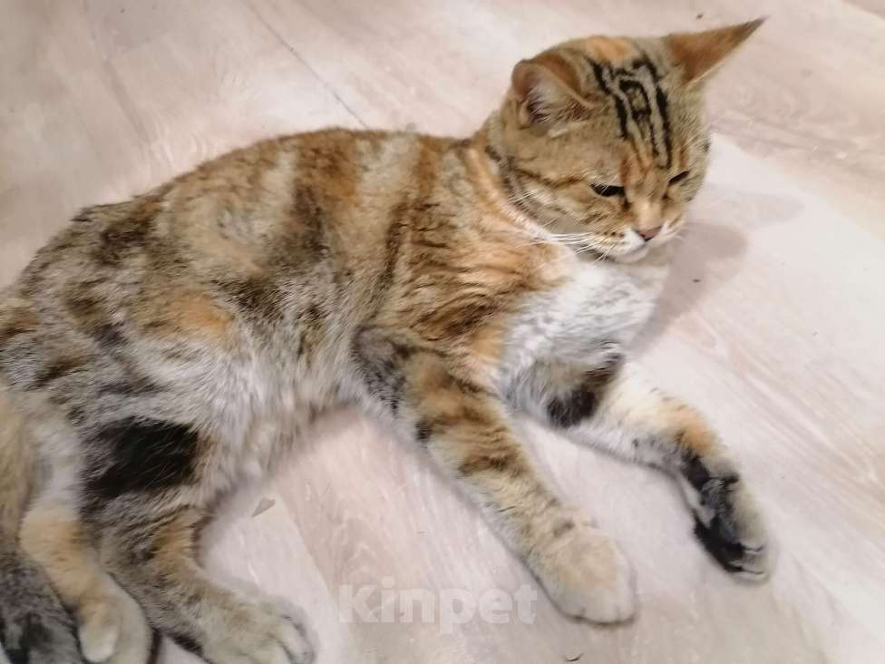 Кошки в Томске: Серьёзный кот Масян Мальчик, 10 руб. - фото 4