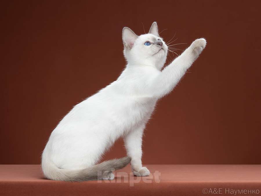 Кошки в Москве: ✨Тайский котёнок блю-пойнт, 3,5 месяца ✨ Мальчик, 70 000 руб. - фото 4