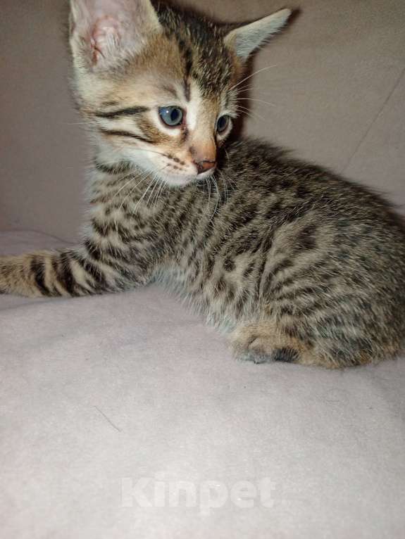 Кошки в Касимове: Бенгальские котята Мальчик, 3 000 руб. - фото 2