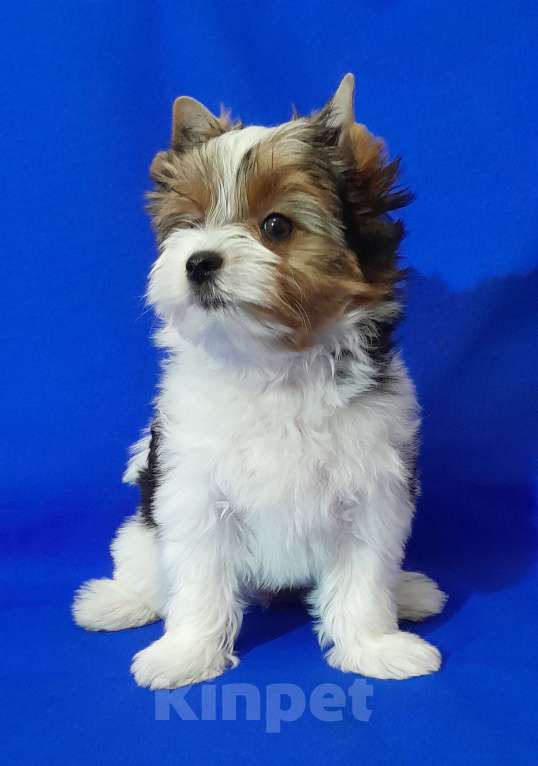 Собаки в Москве: Мальчик не крупный Мальчик, 50 000 руб. - фото 8