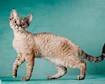 Кошки в Химках: кошечка породы Девон-рекс Девочка, 100 000 руб. - фото 3