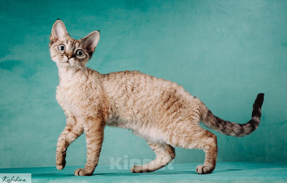Кошки в Химках: кошечка породы Девон-рекс Девочка, 100 000 руб. - фото 3
