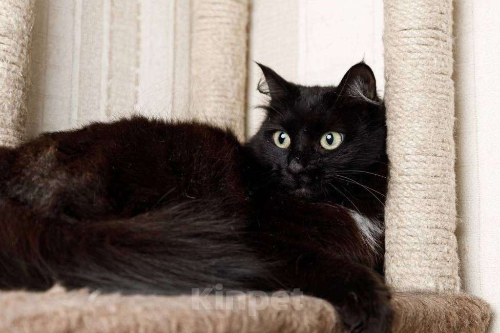 Кошки в Москве: Пушистая кошка в добрые руки Девочка, 15 руб. - фото 6