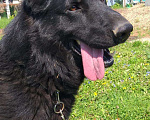 Собаки в Чехове: Черные и чепрачные кобели для вязки, Бесплатно - фото 5
