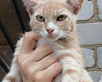 Кошки в Арзамасе: Бесплатно, Бесплатно - фото 2