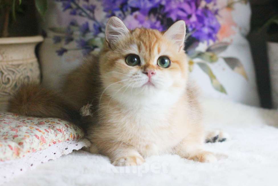 Кошки в Москве: Золотая британская шиншилла девочка Девочка, 70 000 руб. - фото 6
