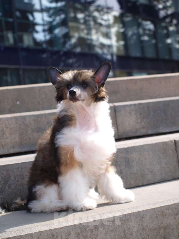 Собаки в Липецке: Пуховый мальчик Мальчик, 30 000 руб. - фото 1