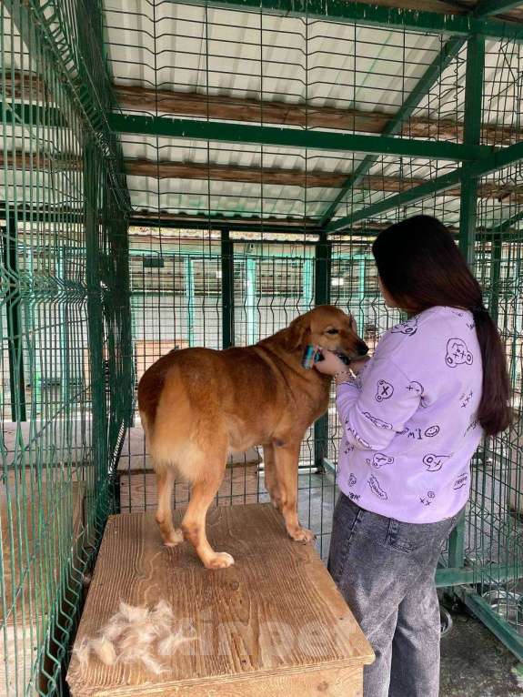 Собаки в других городах Краснодарского края: Молли из приюта Поводог Сочи (отправим в любой город) Девочка, Бесплатно - фото 9