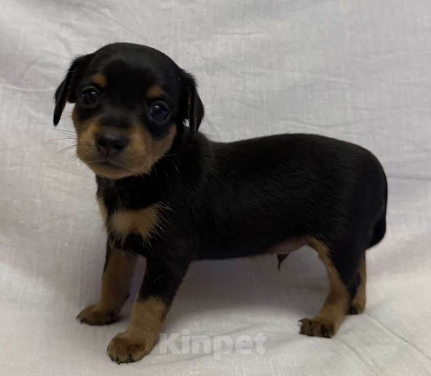 Собаки в Москве: Щенок пражский крысарик  Мальчик, Бесплатно - фото 2