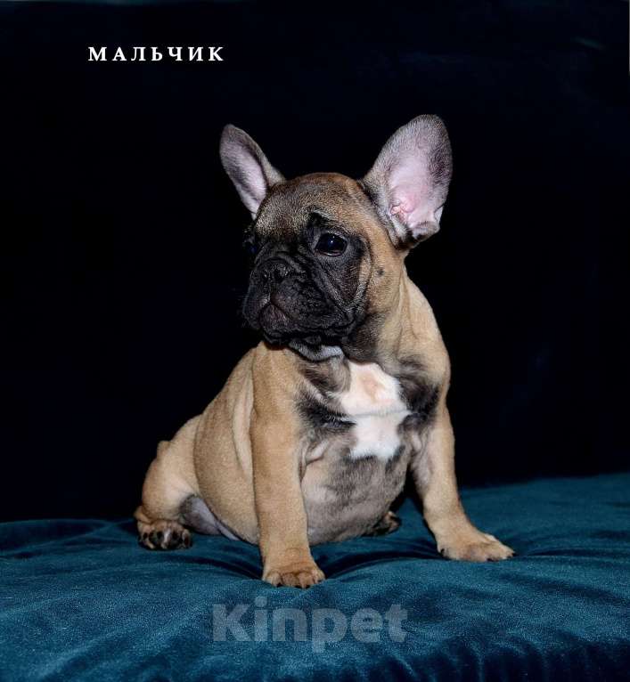 Собаки в Екатеринбурге: Французский бульдог. Ушастый СПЕЦНАЗ  Мальчик, Бесплатно - фото 8