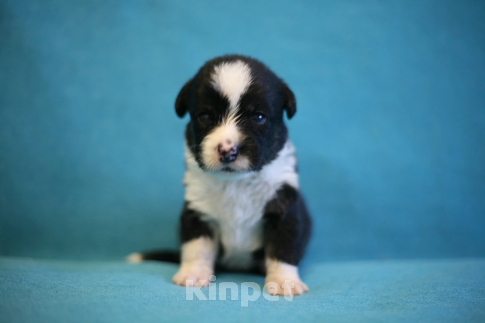 Собаки в Кирове: Мальчики корги кардиган Мальчик, 50 000 руб. - фото 2