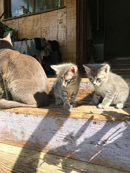 Объявление: Котята в добрые руки, Бесплатно, Екатеринбург