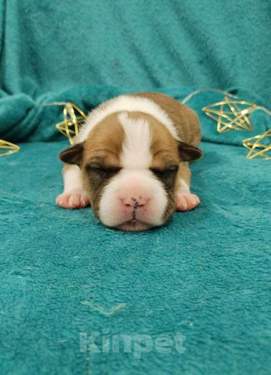 Собаки в Белгороде: Щенки американского стаффордширского терьера  Мальчик, 80 000 руб. - фото 3