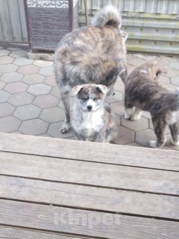 Собаки в Арсеньеве: Щенок. Акита Девочка, 50 000 руб. - фото 3