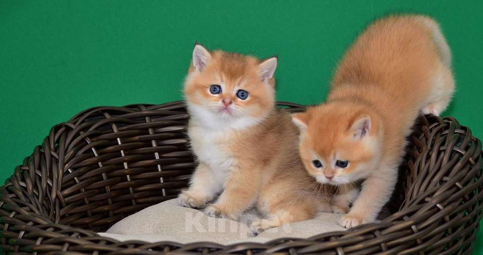 Кошки в Владимире: Британская золотая шиншилла Мальчик, 25 000 руб. - фото 5