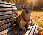 Собаки в Москве: Леди - миниатюрная волчица, с очень добрым сердцем Девочка, Бесплатно - фото 9