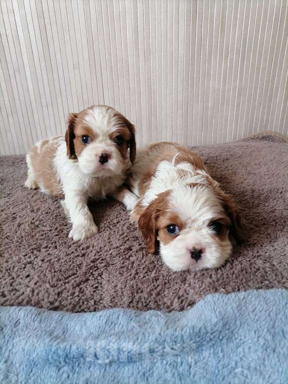 Собаки в Москве: Кавалер кинг Чарльз спаниель 1,5 мес щенки. Девочка, 90 000 руб. - фото 3