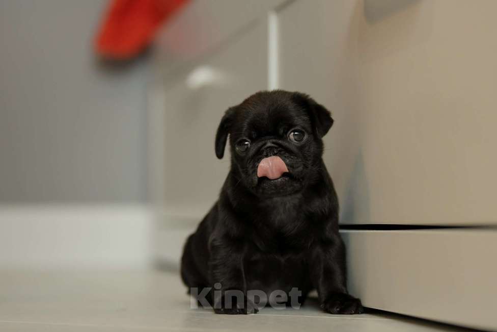 Собаки в Брянске: Питомник Academy of Life предлагает прекрасных щенков мопса от титулованной красивой пары. Мальчик, 65 000 руб. - фото 4