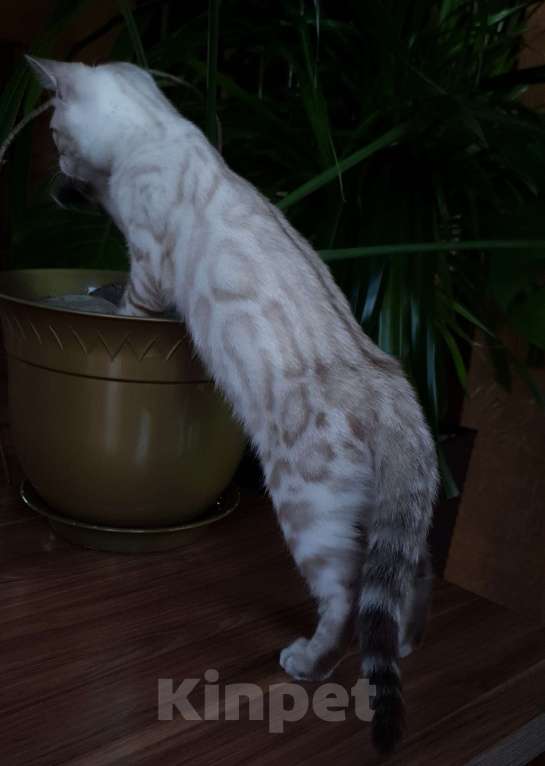 Кошки в Симферополе: Снежный бенгальский мальчик  Мальчик, 65 000 руб. - фото 2