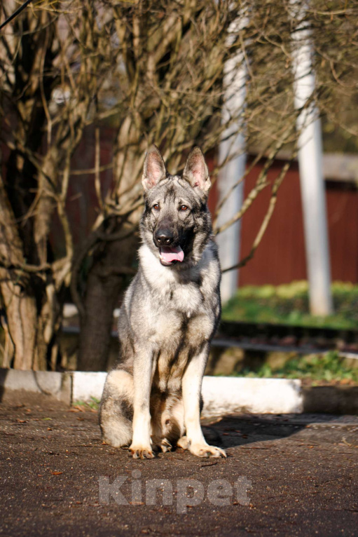 Собаки в других городах Московской области: Грей ищет верного хозяина Мальчик, Бесплатно - фото 7