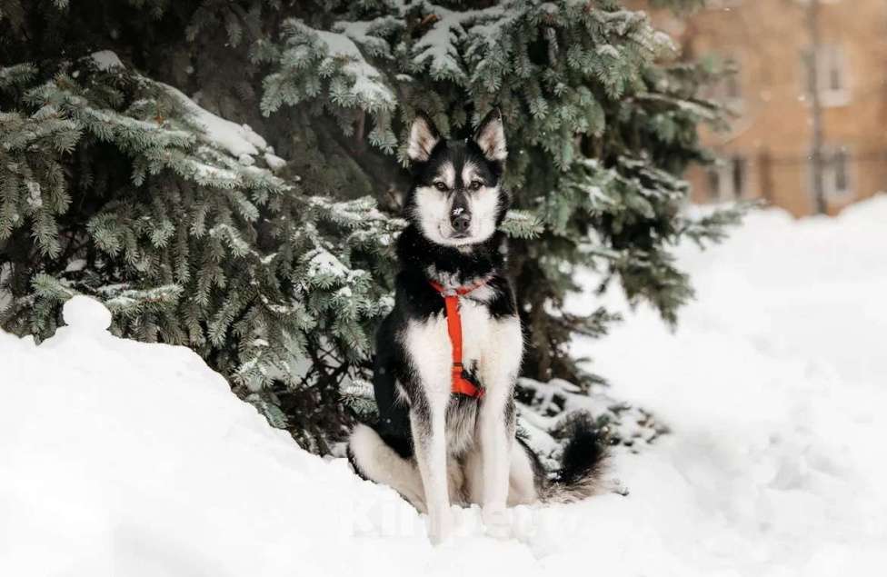 Собаки в Москве: Статный красавец Джой ищет дом. Мальчик, Бесплатно - фото 2