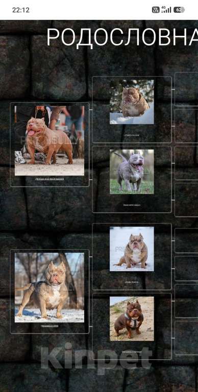 Собаки в Черногорске: Кобель на вязку Мальчик, 100 000 руб. - фото 2