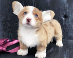 Собаки в других городах Московской области: Очаровашка девочка корги Девочка, 70 000 руб. - фото 1