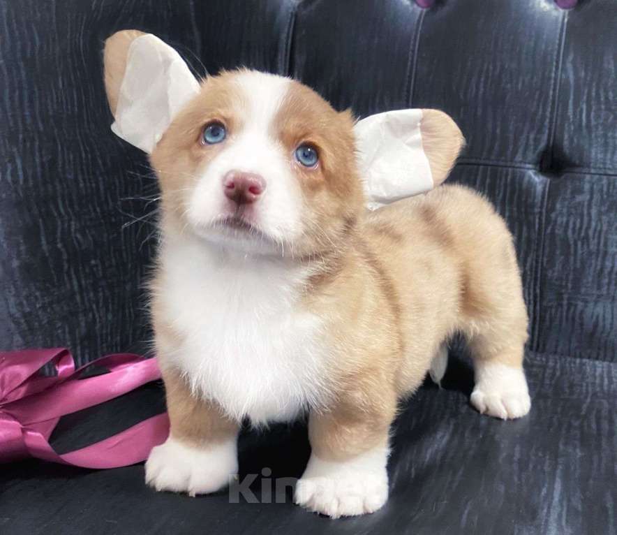 Собаки в других городах Московской области: Очаровашка девочка корги Девочка, 70 000 руб. - фото 1