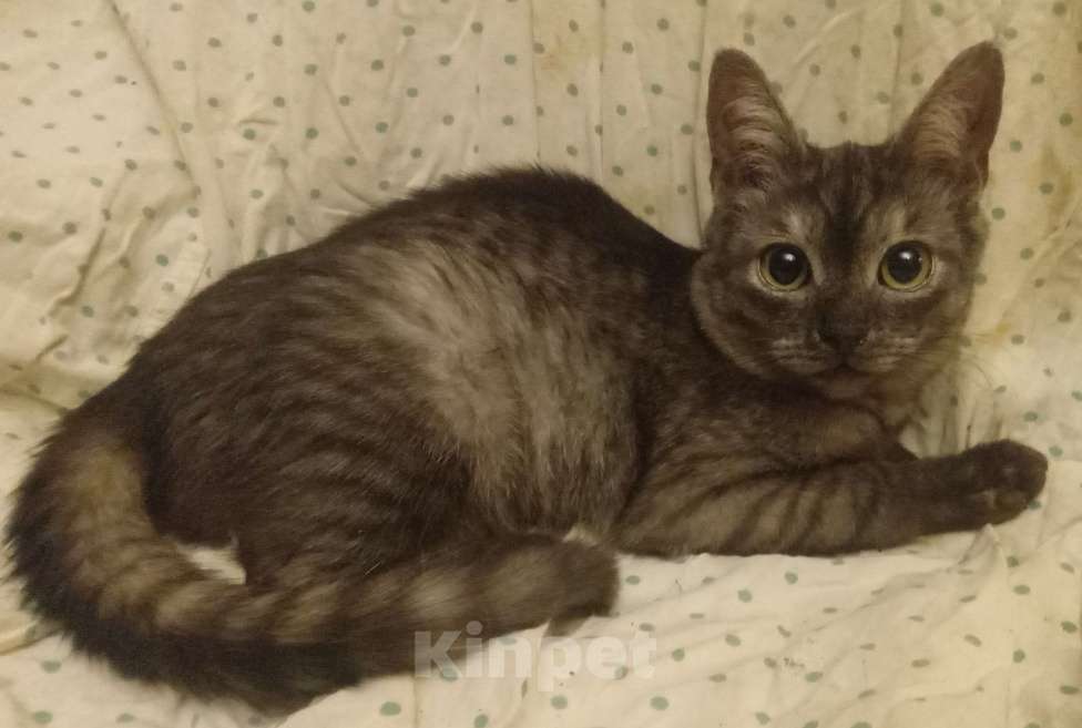 Кошки в Москве: Плюшевый шотландский котёнок окраса голубое серебро Мальчик, Бесплатно - фото 7