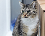 Кошки в Москве: кошечка ищут дом Девочка, Бесплатно - фото 5