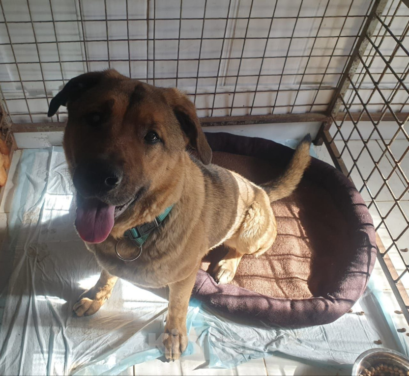 Собаки в Москве: Это не вы потеряли свой хвост??? Мы нашли! 🐕 Мальчик, Бесплатно - фото 5