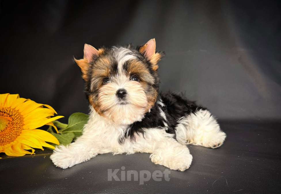 Собаки в Краснодаре: Красивый Мальчик Бивер, Документы РКФ Мальчик, 40 000 руб. - фото 2