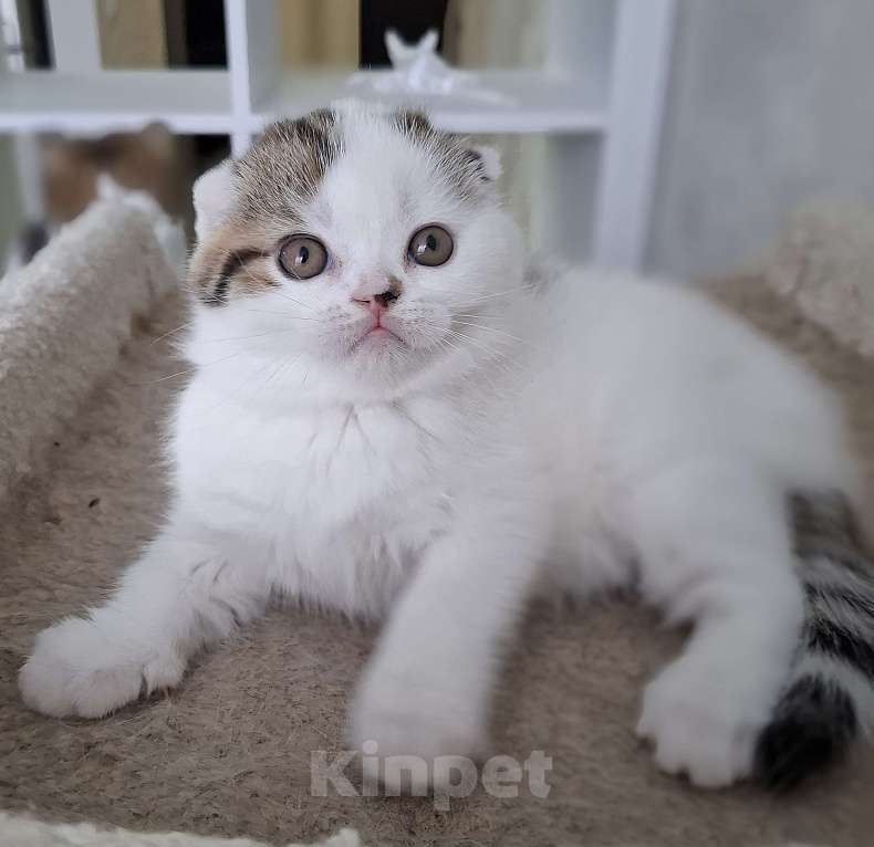 Кошки в Ярославле: Шотландский вислоухий короткошерстный мальчик Мальчик, 35 000 руб. - фото 3