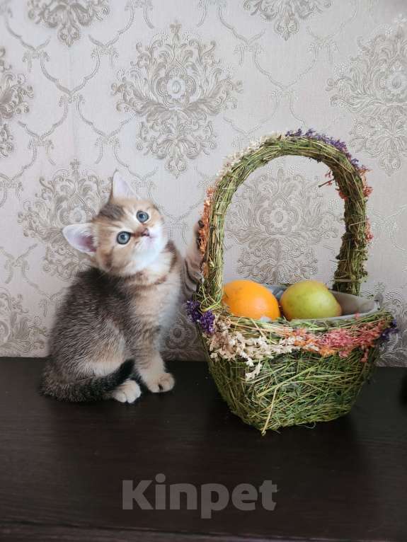 Кошки в Москве: Шотландские  котята  Мальчик, 30 000 руб. - фото 5
