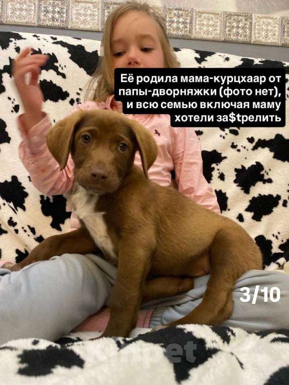 Собаки в Сочи: Карамелька ищет дом Девочка, Бесплатно - фото 3