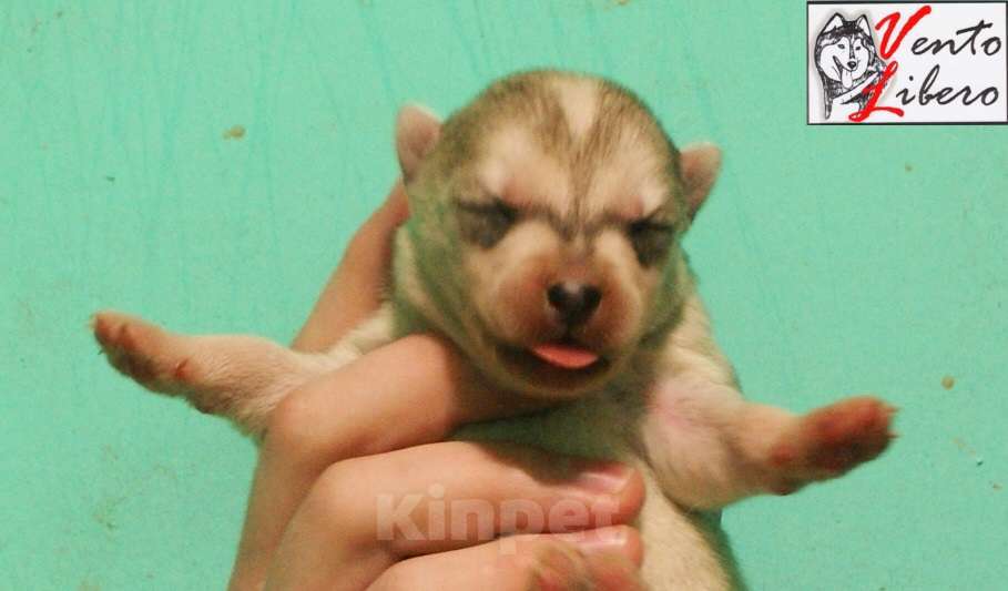 Собаки в других городах Московской области: сибирский хаски Мальчик, 80 000 руб. - фото 7