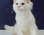 Кошки в Уфе: Котенок мейн-кун Мальчик, 30 000 руб. - фото 2