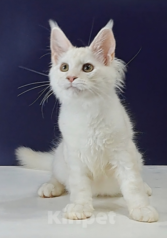 Кошки в Уфе: Котенок мейн-кун Мальчик, 30 000 руб. - фото 2